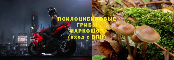 прущие грибы Няндома
